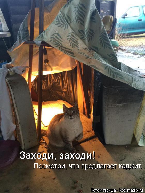 Заходи, заходи! Посмотри, что предлагает каджит.... Котоматрица: Заходи, заходи! Посмотри, что предлагает каджит.