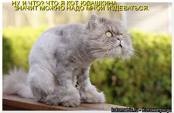 Котоматрица: НУ И ЧТО? ЧТО Я КОТ ЮДАШКИНА. ЗНАЧИТ МОЖНО НАДО МНОЙ ИЗДЕВАТЬСЯ.