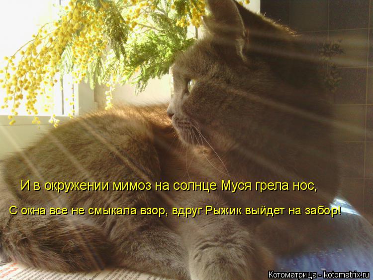 И в окружении мимоз на солнце Муся грела нос, С окна все не смыкала взор, вдруг Рыжик выйдет на забор... Котоматрица: И в окружении мимоз на солнце Муся грела нос, С окна все не смыкала взор, вдруг Рыжик выйдет на забор!
