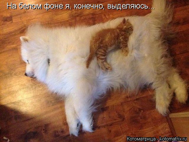 На белом фоне я, конечно, выделяюсь...... Котоматрица: На белом фоне я, конечно, выделяюсь...