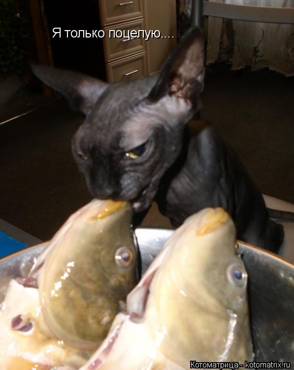 Я только поцелую....... Котоматрица: Я только поцелую....