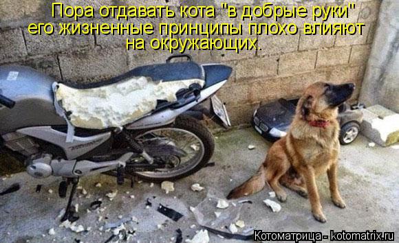 Пора отдавать кота "в добрые руки" его жизненные принципы плохо влияют на окружающих.... Котоматрица: Пора отдавать кота "в добрые руки" его жизненные принципы плохо влияют на окружающих.