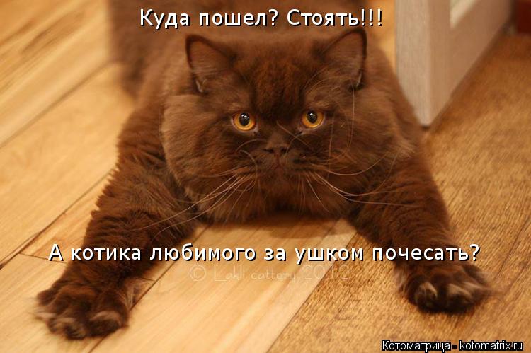 Куда пошел? Стоять!!! А котика любимого за ушком почесать?... Котоматрица: Куда пошел? Стоять!!! А котика любимого за ушком почесать?
