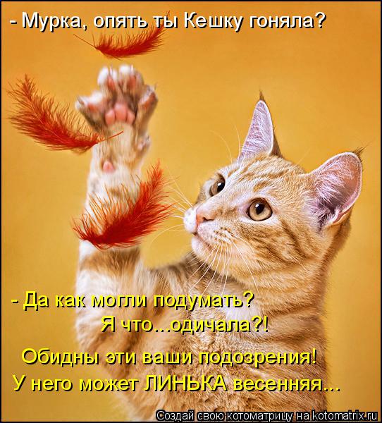 - Мурка, опять ты Кешку гоняла? - Да как могли подумать? Я что...одичала?! У него может ЛИНЬКА весен... Котоматрица: - Мурка, опять ты Кешку гоняла? - Да как могли подумать? Я что...одичала?! У него может ЛИНЬКА весенняя... Обидны эти ваши подозрения!