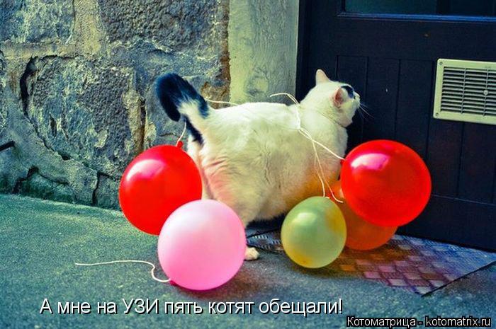 А мне на УЗИ пять котят обещали!... Котоматрица: А мне на УЗИ пять котят обещали!