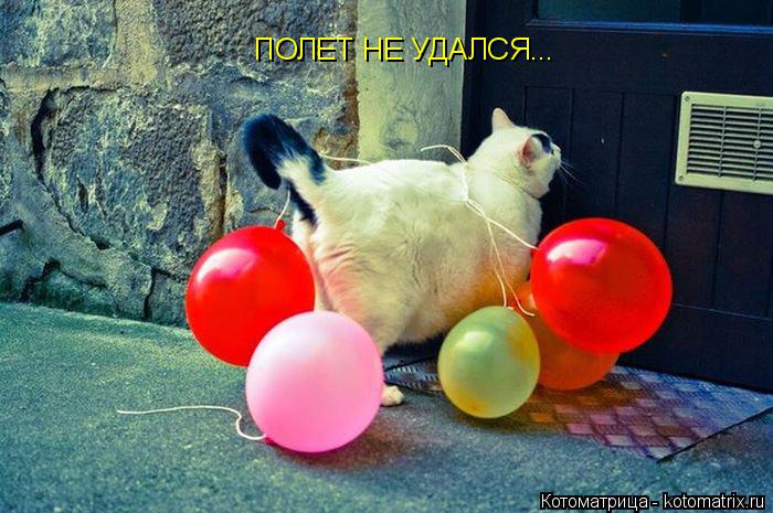 ПОЛЕТ НЕ УДАЛСЯ...... Котоматрица: ПОЛЕТ НЕ УДАЛСЯ...