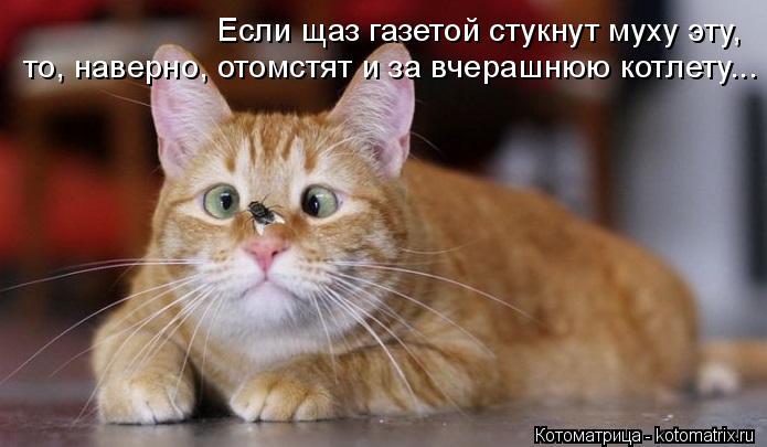 Если щаз газетой стукнут муху эту, то, наверно, отомстят и за вчерашнюю котлету...... Котоматрица: Если щаз газетой стукнут муху эту, то, наверно, отомстят и за вчерашнюю котлету...