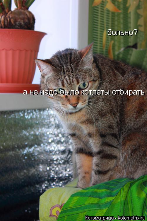 больно? а не надо было котлеты отбирать... Котоматрица: больно? а не надо было котлеты отбирать