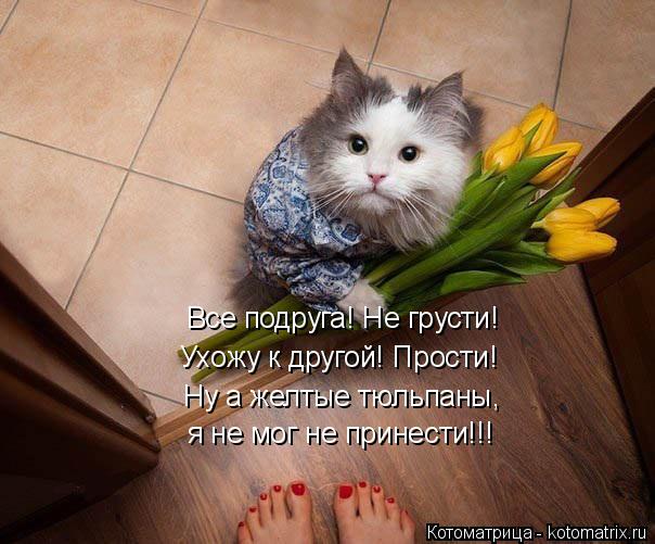 Котоматрица: Все подруга! Не грусти! Ухожу к другой! Прости! Ну а желтые тюльпаны, я не мог не принести!!!