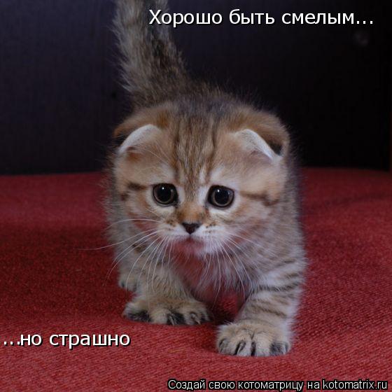 Котоматрица: но страшно ... Хорошо быть смелым...