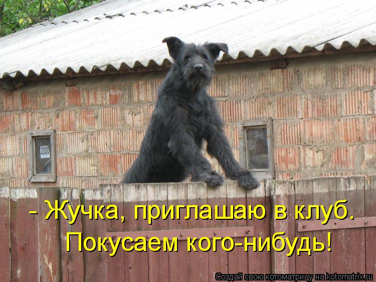 - Жучка, приглашаю в клуб. Покусаем кого-нибудь!... Котоматрица: - Жучка, приглашаю в клуб. Покусаем кого-нибудь!