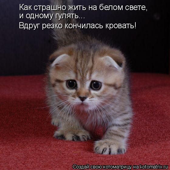 Как страшно жить на белом свете, и одному гулять... Вдруг резко кончилась кровать!... Котоматрица: Как страшно жить на белом свете, и одному гулять... Вдруг резко кончилась кровать!