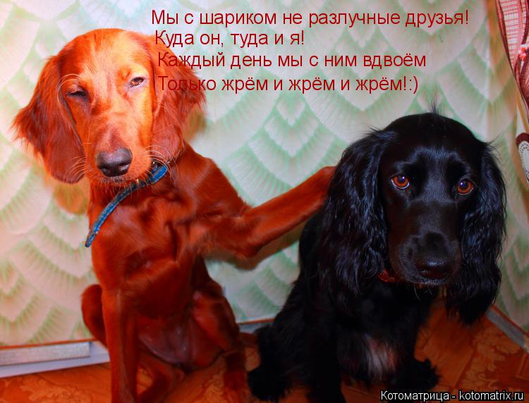 Котоматрица: Мы с шариком не разлучные друзья! Куда он, туда и я! Каждый день мы с ним вдвоём Только жрём и жрём и жрём!:)