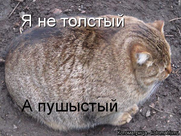 Я не толстый А пушыстый А пушыстый... Котоматрица: Я не толстый А пушыстый А пушыстый