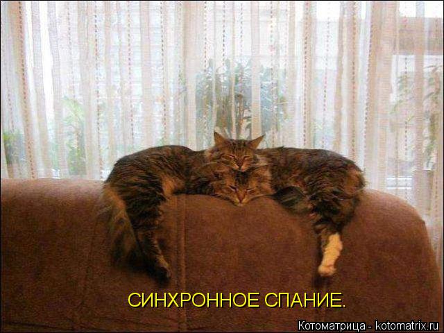 СИНХРОННОЕ СПАНИЕ.... Котоматрица: СИНХРОННОЕ СПАНИЕ.