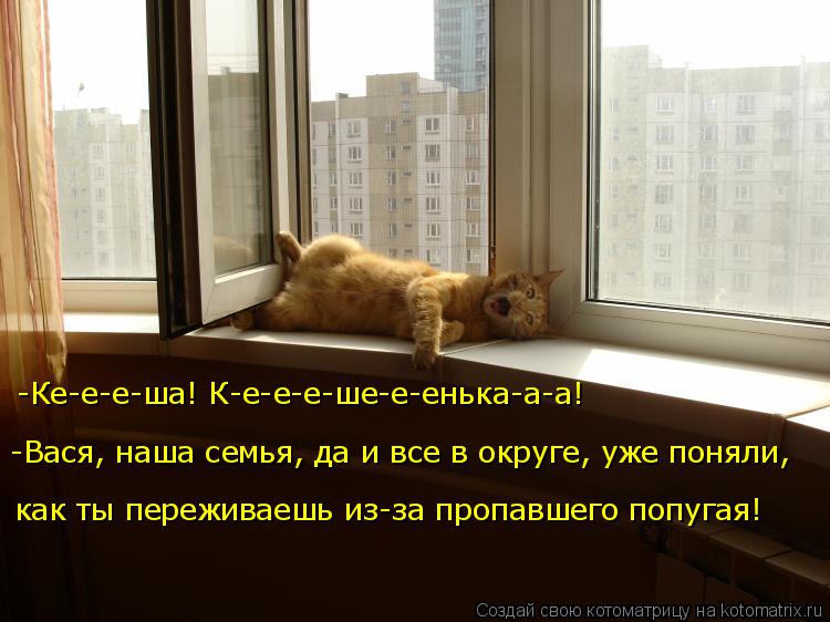 -Ке-е-е-ша! К-е-е-е-ше-е-енька-а-а! как ты переживаешь из-за пропавшего попугая! -Вася, наша семья, д... Котоматрица: -Ке-е-е-ша! К-е-е-е-ше-е-енька-а-а! как ты переживаешь из-за пропавшего попугая! -Вася, наша семья, да и все в округе, уже поняли,