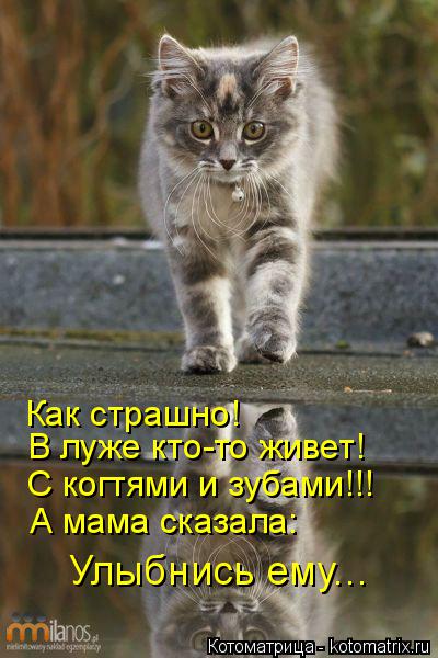 Как страшно! В луже кто-то живет! С когтями и зубами!!! А мама сказала: Улыбнись ему...... Котоматрица: Как страшно! В луже кто-то живет! С когтями и зубами!!! А мама сказала: Улыбнись ему...