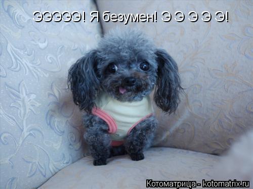 ЭЭЭЭЭ! Я безумен! Э Э Э Э Э!... Котоматрица: ЭЭЭЭЭ! Я безумен! Э Э Э Э Э!