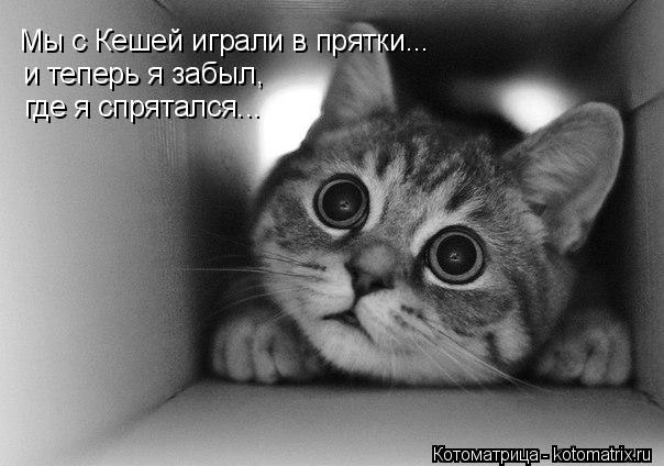 Мы с Кешей играли в прятки... и теперь я забыл, где я спрятался...... Котоматрица: Мы с Кешей играли в прятки... и теперь я забыл, где я спрятался...