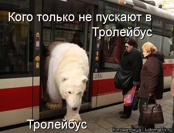 Кого только не пускают в Тролейбус Тролейбус... Котоматрица: Кого только не пускают в Тролейбус Тролейбус
