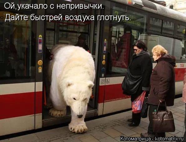 Ой,укачало с непривычки. Дайте быстрей воздуха глотнуть.... Котоматрица: Ой,укачало с непривычки. Дайте быстрей воздуха глотнуть.