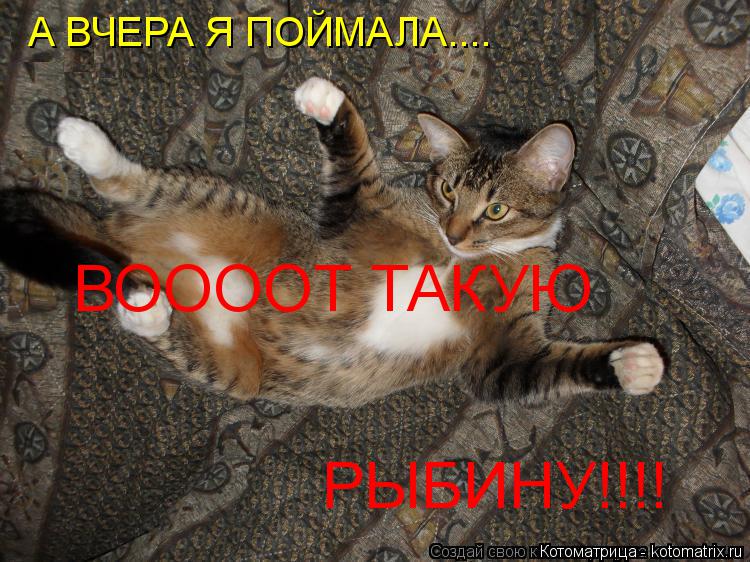 А ВЧЕРА Я ПОЙМАЛА.... ВООООТ ТАКУЮ РЫБИНУ!!!!... Котоматрица: А ВЧЕРА Я ПОЙМАЛА.... ВООООТ ТАКУЮ РЫБИНУ!!!!