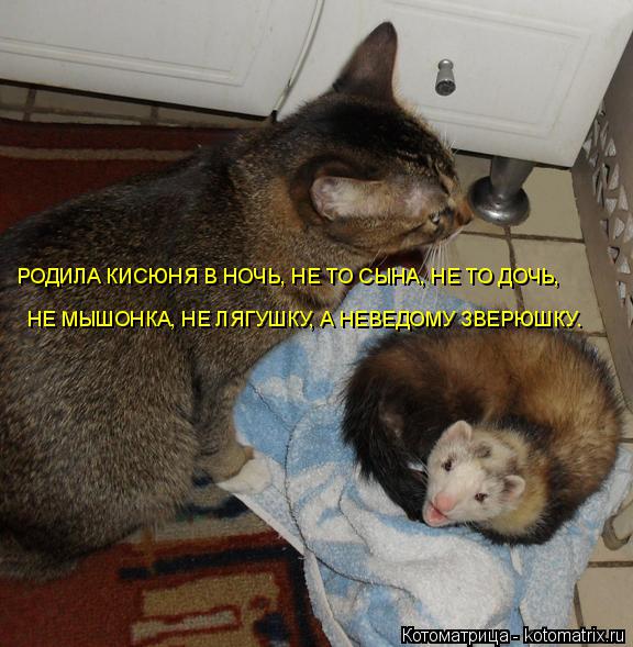 РОДИЛА КИСЮНЯ В НОЧЬ, НЕ ТО СЫНА, НЕ ТО ДОЧЬ, НЕ МЫШОНКА, НЕ ЛЯГУШКУ, А НЕВЕДОМУ ЗВЕРЮШКУ.... Котоматрица: РОДИЛА КИСЮНЯ В НОЧЬ, НЕ ТО СЫНА, НЕ ТО ДОЧЬ, НЕ МЫШОНКА, НЕ ЛЯГУШКУ, А НЕВЕДОМУ ЗВЕРЮШКУ.