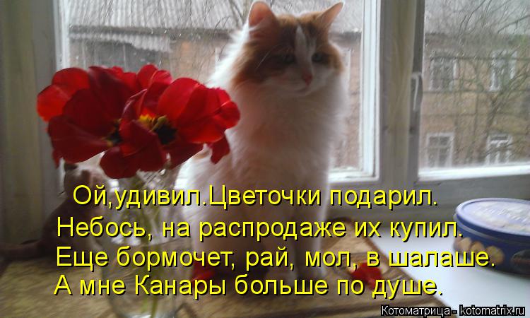 Ой,удивил.Цветочки подарил. Небось, на распродаже их купил. Еще бормочет, рай, мол, в шалаше. А мне К... Котоматрица: Ой,удивил.Цветочки подарил. Небось, на распродаже их купил. Еще бормочет, рай, мол, в шалаше. А мне Канары больше по душе.