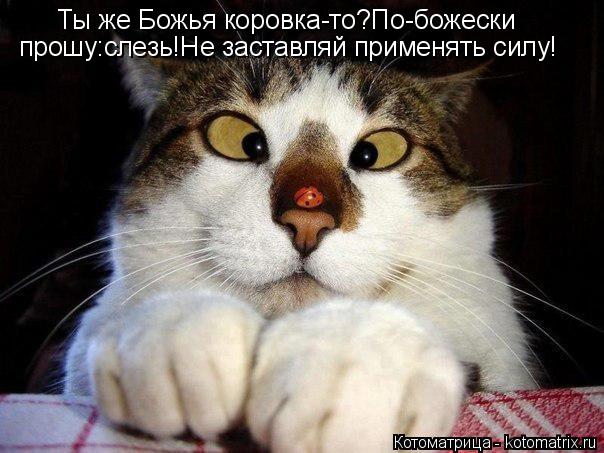 Ты же Божья коровка-то?По-божески прошу:слезь!Не заставляй применять силу!... Котоматрица: Ты же Божья коровка-то?По-божески прошу:слезь!Не заставляй применять силу!