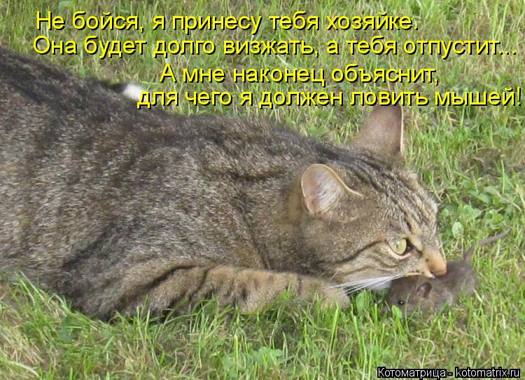Не бойся, я принесу тебя хозяйке. Она будет долго визжать, а тебя отпустит... А мне наконец объяснит,... Котоматрица: Не бойся, я принесу тебя хозяйке. Она будет долго визжать, а тебя отпустит... А мне наконец объяснит, для чего я должен ловить мышей!