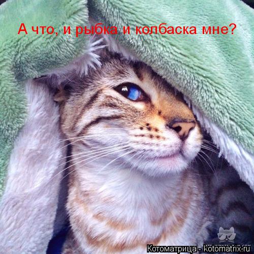 А что, и рыбка и колбаска мне?... Котоматрица: А что, и рыбка и колбаска мне?