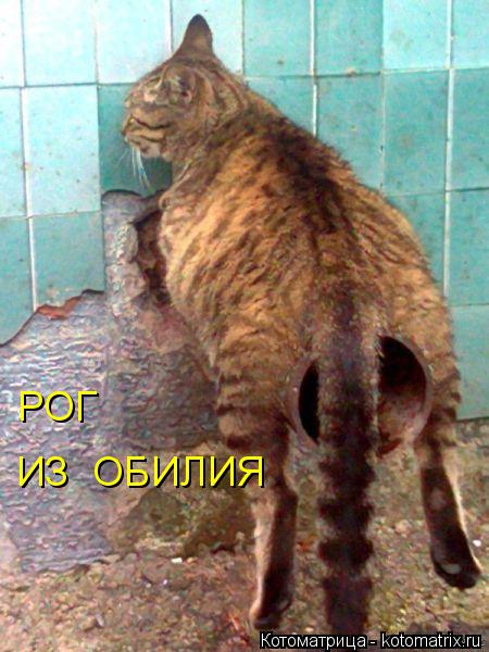 ИЗ ОБИЛИЯ РОГ... Котоматрица: ИЗ ОБИЛИЯ РОГ