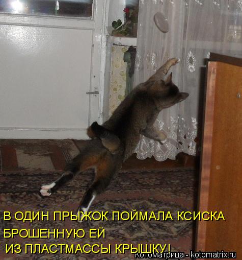 БРОШЕННУЮ ЕЙ В ОДИН ПРЫЖОК ПОЙМАЛА КСИСКА ИЗ ПЛАСТМАССЫ КРЫШКУ!... Котоматрица: БРОШЕННУЮ ЕЙ В ОДИН ПРЫЖОК ПОЙМАЛА КСИСКА ИЗ ПЛАСТМАССЫ КРЫШКУ!