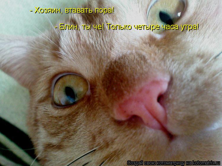 - Блин, ты че! Только четыре часа утра! - Хозяин, втавать пора!... Котоматрица: - Блин, ты че! Только четыре часа утра! - Хозяин, втавать пора!