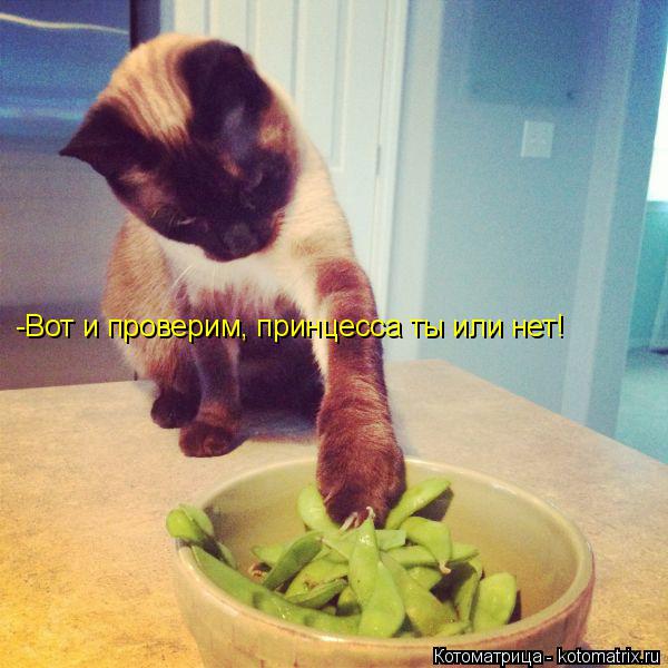 -Вот и проверим, принцесса ты или нет!... Котоматрица: -Вот и проверим, принцесса ты или нет!
