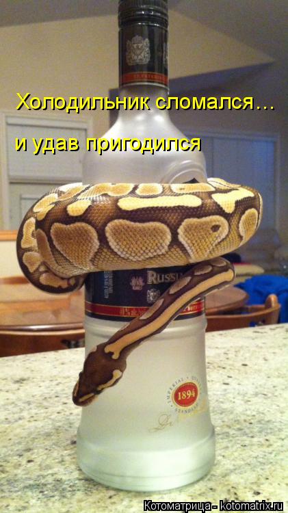 Холодильник сломался… и удав пригодился... Котоматрица: Холодильник сломался… и удав пригодился