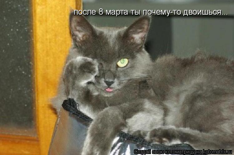 Котоматрица: после 8 марта ты почему-то двоишься...