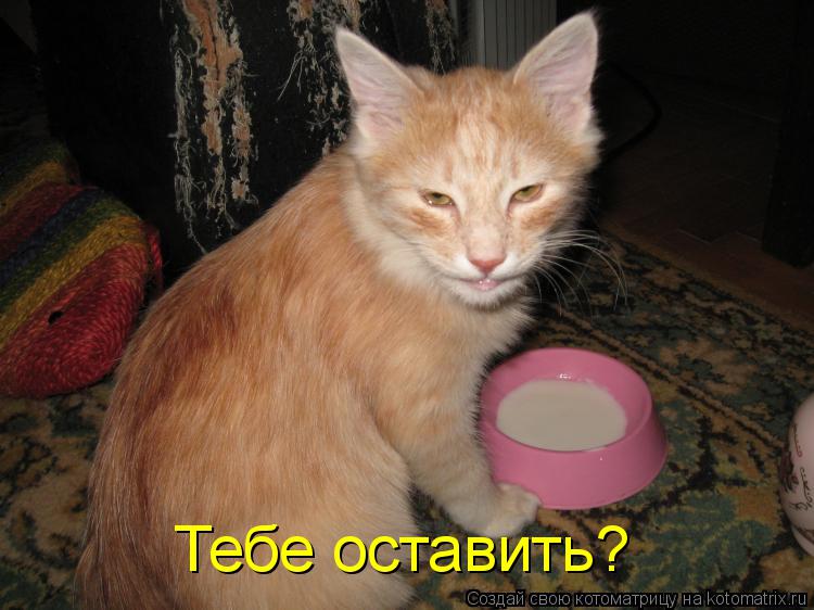 Тебе оставить?... Котоматрица: Тебе оставить?