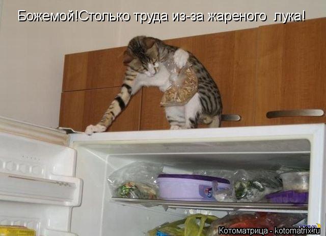 Божемой!Столько труда из-за жареного лука!... Котоматрица: Божемой!Столько труда из-за жареного лука!