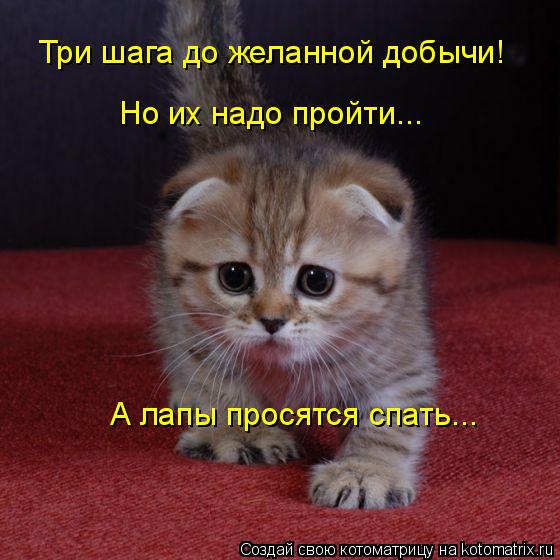 Котоматрица: Три шага до желанной добычи! Но их надо пройти... А лапы просятся спать...