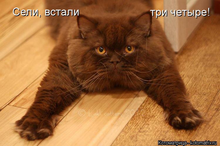 Сели, встали три четыре!... Котоматрица: Сели, встали три четыре!