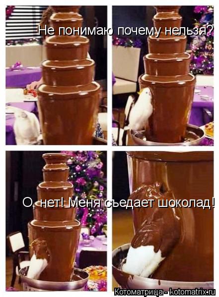 Не понимаю почему нельзя? О, нет! Меня съедает шоколад!... Котоматрица: Не понимаю почему нельзя? О, нет! Меня съедает шоколад!