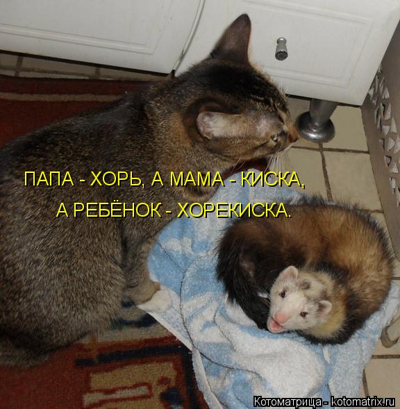 ПАПА - ХОРЬ, А МАМА - КИСКА, А РЕБЁНОК - ХОРЕКИСКА.... Котоматрица: ПАПА - ХОРЬ, А МАМА - КИСКА, А РЕБЁНОК - ХОРЕКИСКА.