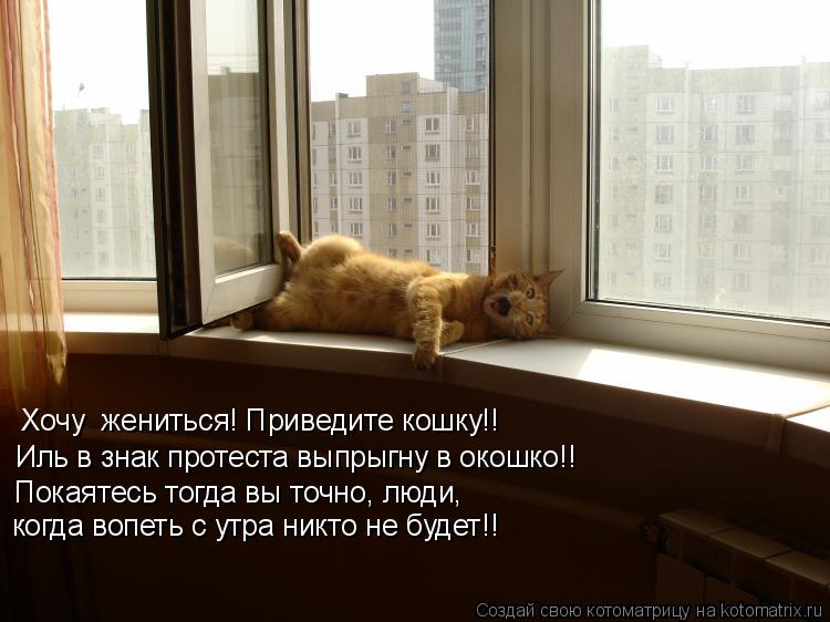 Хочу жениться! Приведите кошку!! Иль в знак протеста выпрыгну в окошко!! Покаятесь тогда вы точно, л... Котоматрица: Хочу жениться! Приведите кошку!! Иль в знак протеста выпрыгну в окошко!! Покаятесь тогда вы точно, люди, когда вопеть с утра никто не будет!!