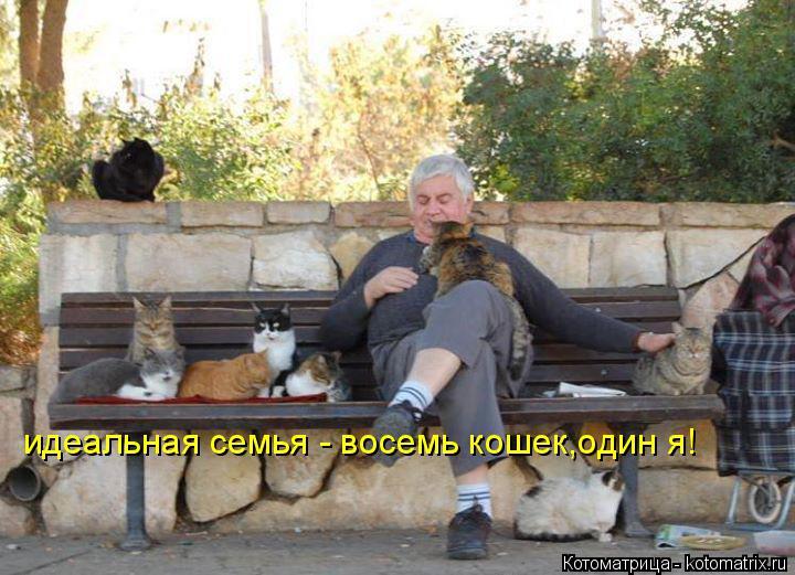 идеальная семья - восемь кошек,один я!... Котоматрица: идеальная семья - восемь кошек,один я!
