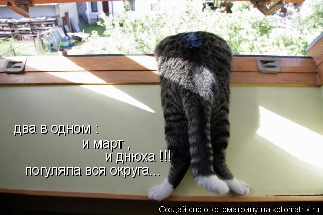 Котоматрица: два в одном : и март , и днюха !!! погуляла вся округа...