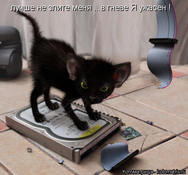 Котоматрица: лучше не злите меня ...в гневе Я ужасен !