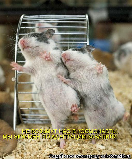 НЕ ВОЗЬМУТ НАС В КОСМОНАВТЫ. МЫ ЭКЗАМЕН ПО АДАПТАЦИИ ЗАВАЛИЛИ.... Котоматрица: НЕ ВОЗЬМУТ НАС В КОСМОНАВТЫ. МЫ ЭКЗАМЕН ПО АДАПТАЦИИ ЗАВАЛИЛИ.
