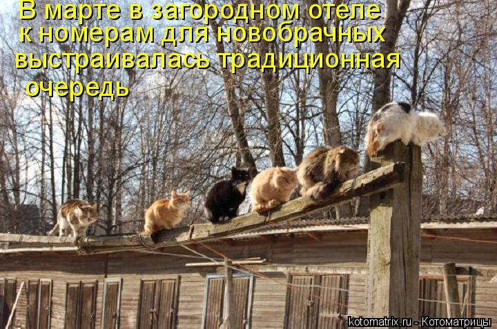 В марте в загородном отеле к номерам для новобрачных выстраивалась традиционная очередь... Котоматрица: В марте в загородном отеле к номерам для новобрачных выстраивалась традиционная очередь