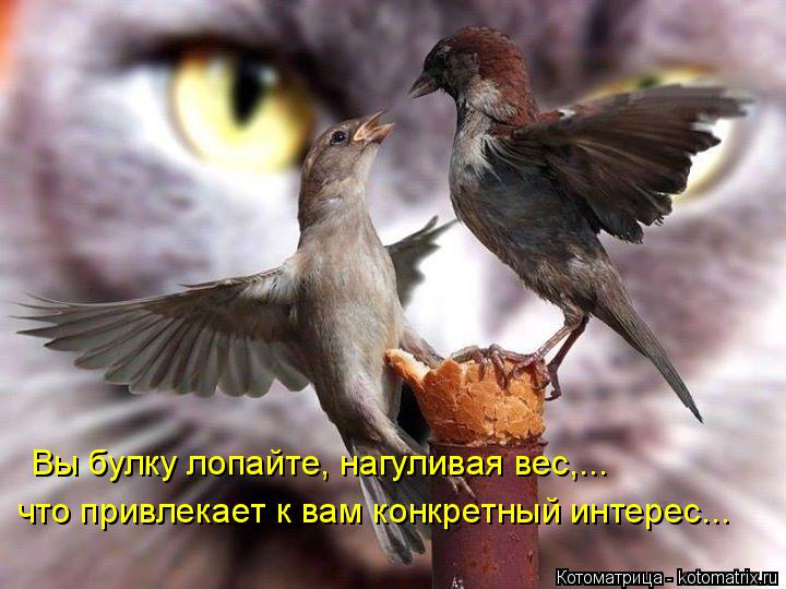 Вы булку лопайте, нагуливая вес,... что привлекает к вам конкретный интерес...... Котоматрица: Вы булку лопайте, нагуливая вес,... что привлекает к вам конкретный интерес...